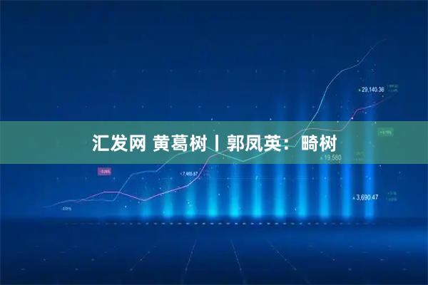汇发网 黄葛树丨郭凤英：畸树